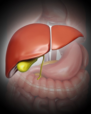 Human liver and gall bladder, computer artwork.