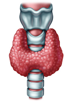 thyroide