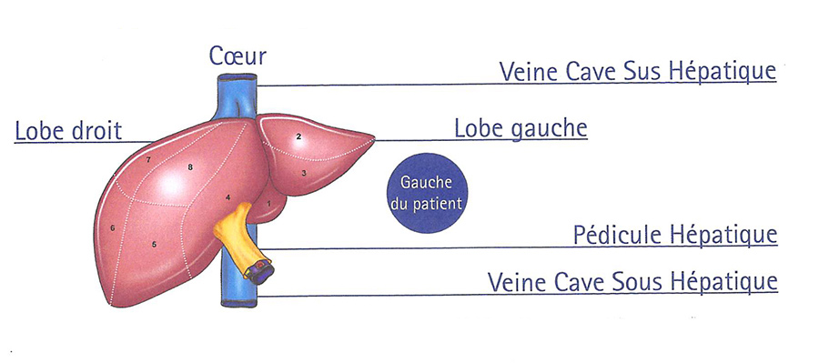 Hépatectomie : chirurgie du foie